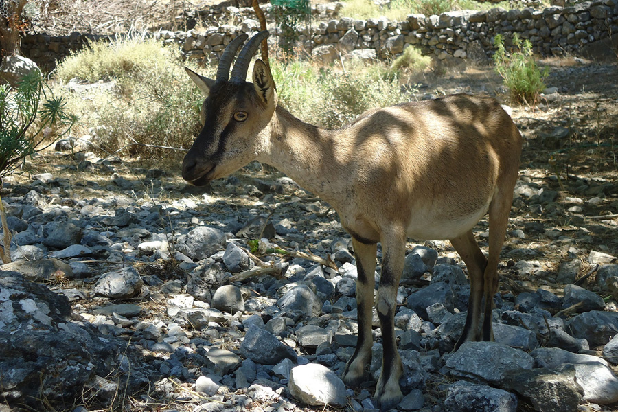 Heraklion Crete Transfers